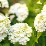 white-hydrangeas