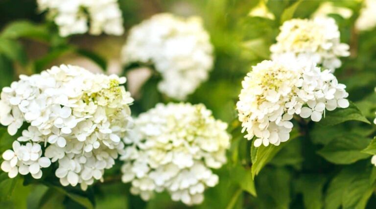white-hydrangeas